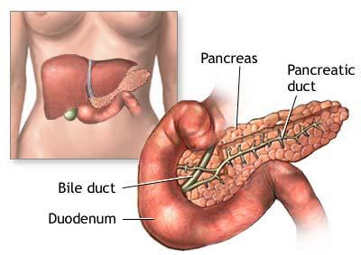 Pancreas in our body