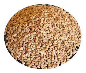 Methi seeds for Diabetes Fenugreek seeds Methi