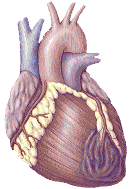 Heart Attack in Diabetics